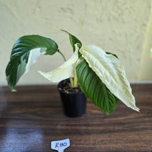 Load image into Gallery viewer, #R80 Spathiphyllum Picasso