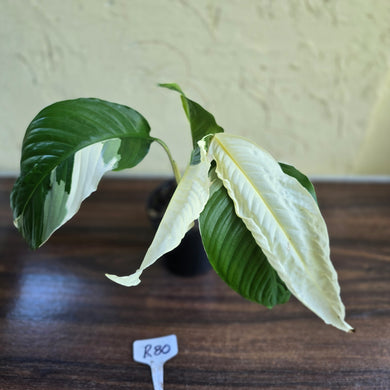 #R80 Spathiphyllum Picasso