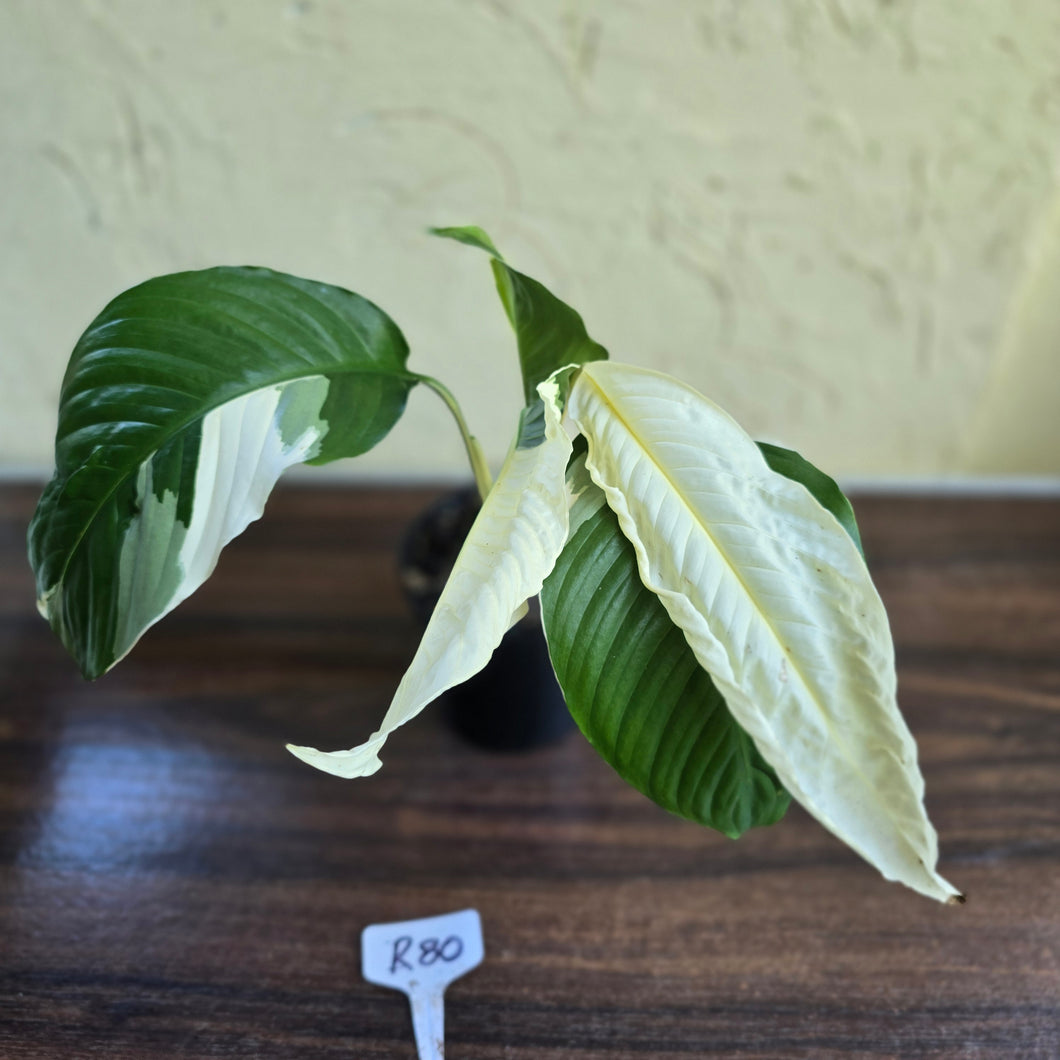 #R80 Spathiphyllum Picasso