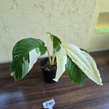 Load image into Gallery viewer, #R80 Spathiphyllum Picasso
