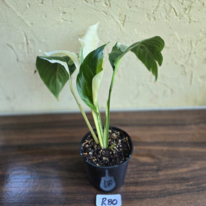 #R80 Spathiphyllum Picasso