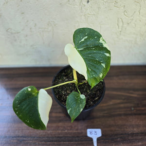 #B3 Monstella Thai Constellation - Will be barerooted