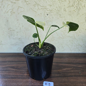 #B3 Monstella Thai Constellation - Will be barerooted