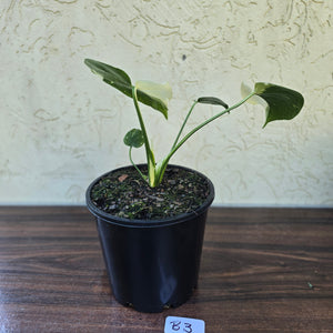#B3 Monstella Thai Constellation - Will be barerooted