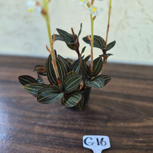 #G16 Ludisia Discolor