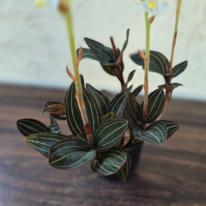 #G16 Ludisia Discolor