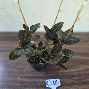 #G16 Ludisia Discolor