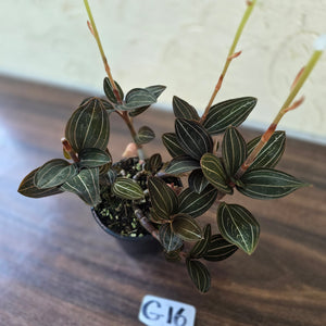 #G16 Ludisia Discolor