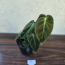 Load image into Gallery viewer, #17c Philodendron Melanochrysum