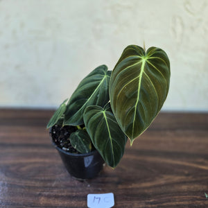 #17c Philodendron Melanochrysum
