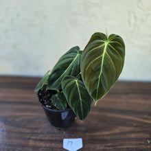 Load image into Gallery viewer, #17c Philodendron Melanochrysum