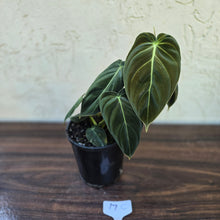 Load image into Gallery viewer, #17c Philodendron Melanochrysum
