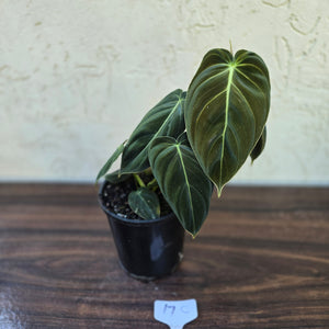 #17c Philodendron Melanochrysum