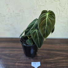 Load image into Gallery viewer, #17c Philodendron Melanochrysum