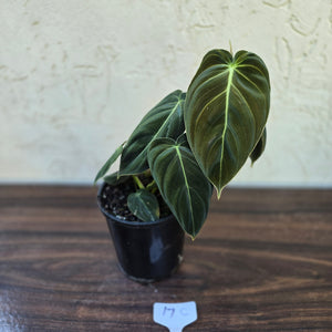 #17c Philodendron Melanochrysum