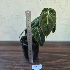 #17c Philodendron Melanochrysum