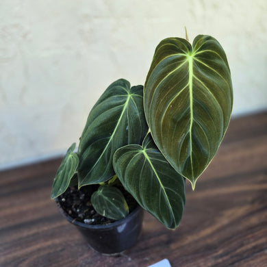 #17c Philodendron Melanochrysum