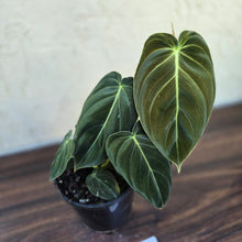 Load image into Gallery viewer, #17c Philodendron Melanochrysum