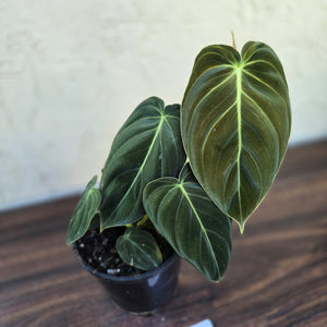 #17c Philodendron Melanochrysum