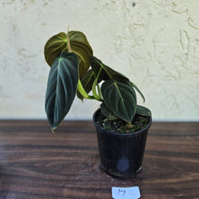 Load image into Gallery viewer, #17c Philodendron Melanochrysum