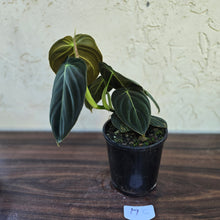 Load image into Gallery viewer, #17c Philodendron Melanochrysum