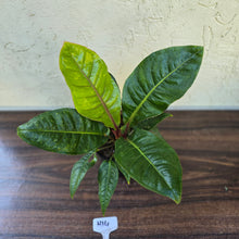 Load image into Gallery viewer, #H14 Anthurium Cubense