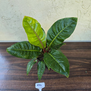 #H14 Anthurium Cubense