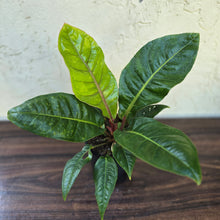 Load image into Gallery viewer, #H14 Anthurium Cubense