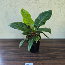 Load image into Gallery viewer, #H14 Anthurium Cubense