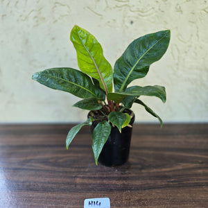 #H14 Anthurium Cubense