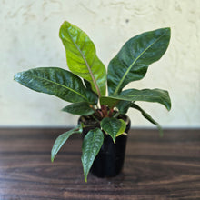 Load image into Gallery viewer, #H14 Anthurium Cubense