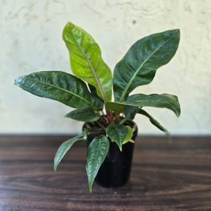 #H14 Anthurium Cubense