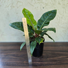 Load image into Gallery viewer, #H14 Anthurium Cubense