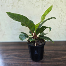Load image into Gallery viewer, #H14 Anthurium Cubense