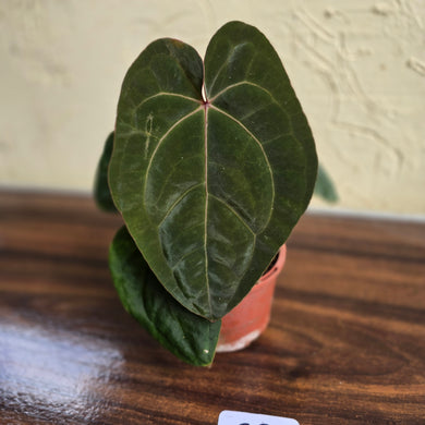 #R9 Anthurium Hoffmanii / Blood Moon