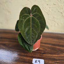 Load image into Gallery viewer, #R9 Anthurium Hoffmanii / Blood Moon