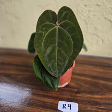 Load image into Gallery viewer, #R9 Anthurium Hoffmanii / Blood Moon