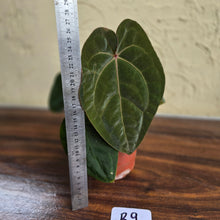 Load image into Gallery viewer, #R9 Anthurium Hoffmanii / Blood Moon