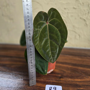 #R9 Anthurium Hoffmanii / Blood Moon