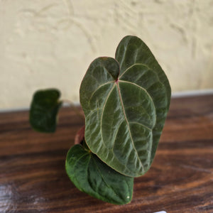 #R9 Anthurium Hoffmanii / Blood Moon