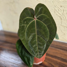Load image into Gallery viewer, #R9 Anthurium Hoffmanii / Blood Moon