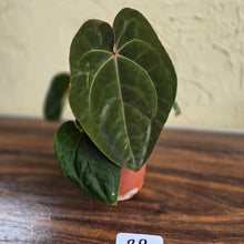 Load image into Gallery viewer, #R9 Anthurium Hoffmanii / Blood Moon