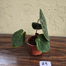Load image into Gallery viewer, #R9 Anthurium Hoffmanii / Blood Moon