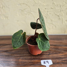 Load image into Gallery viewer, #R9 Anthurium Hoffmanii / Blood Moon