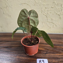 Load image into Gallery viewer, #R9 Anthurium Hoffmanii / Blood Moon