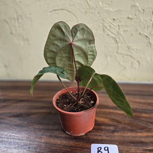#R9 Anthurium Hoffmanii / Blood Moon