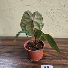 Load image into Gallery viewer, #R9 Anthurium Hoffmanii / Blood Moon
