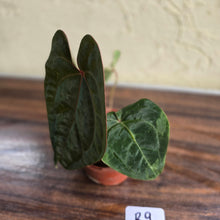 Load image into Gallery viewer, #R9 Anthurium Hoffmanii / Blood Moon