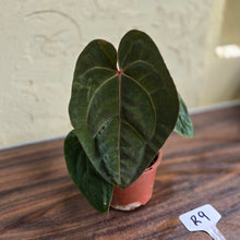 Load image into Gallery viewer, #R9 Anthurium Hoffmanii / Blood Moon