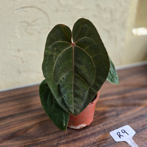#R9 Anthurium Hoffmanii / Blood Moon